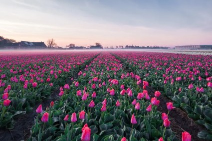 AMS: Keukenhof 2024: Why This Tulip Season May Be The Most Spectacular Yet