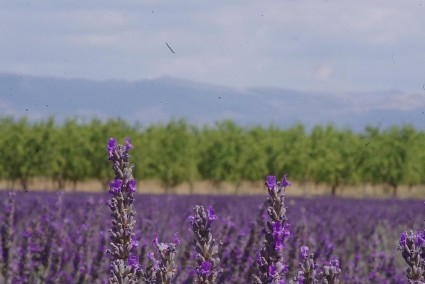 SPU: Hvar's Lavender Fields Turn Purple - And the Photos Will Take Your Breath Away