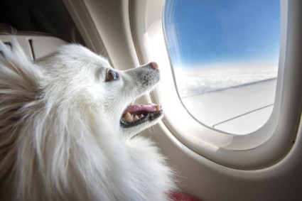 Virgin Australia Announces Pet-Friendly Flights: Dogs and Cats Now Welcome Onboard