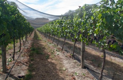 The Connoisseur's Guide to Queenstown & Central Otago's Finest Wineries
