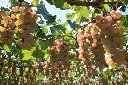 Katsunoma Koshu: Japan's Rising Star in Premium White Wine